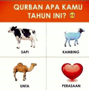 Ini Dia Si Kliwon, Hewan Qurban Pilihan Pak Jokowi !