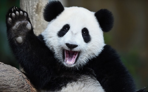 Meski Makanannya Bambu, Panda Digolongkan sebagai Hewan Karnivora. Kok bisa?