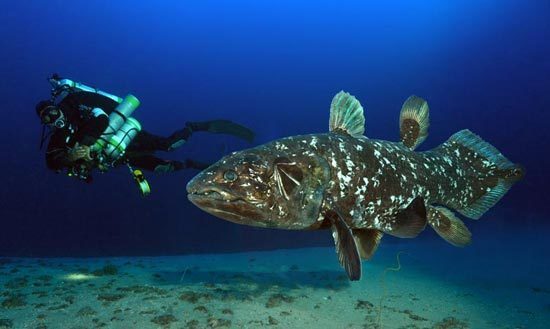 Ikan purba yang masih exist sampai sekarang