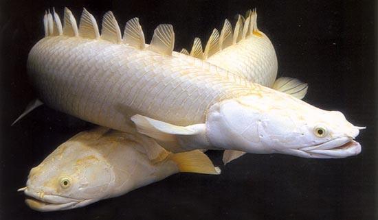 Ikan purba yang masih exist sampai sekarang