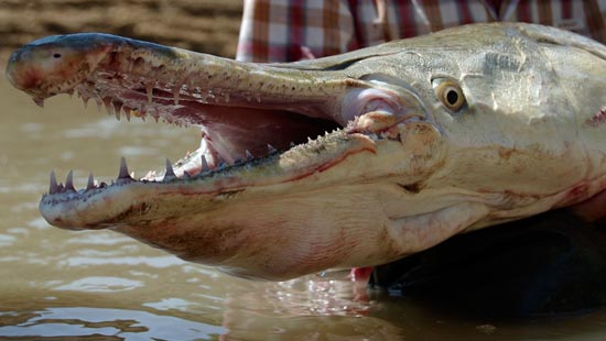 Ikan purba yang masih exist sampai sekarang