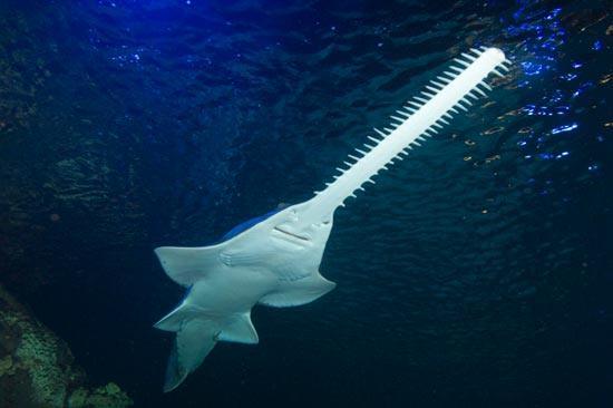 Ikan purba yang masih exist sampai sekarang