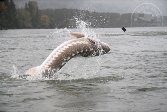 Ikan purba yang masih exist sampai sekarang