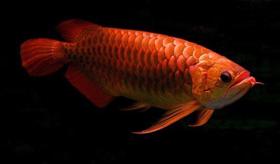 Ikan purba yang masih exist sampai sekarang