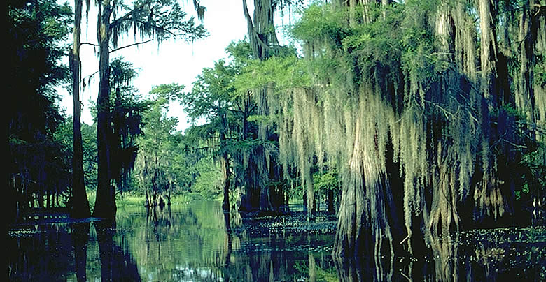 &#91;Caddo Lake&#93; Danau Horror Yang Menyeramkan Di Amerika