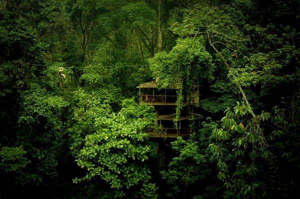 Orang - Orang ini Memilih Tinggal di Belantara Hutan Liar dan Mendirikan Rumah Pohon