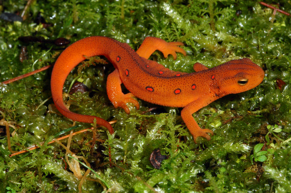8 Spesies Binatang Berwarna Merah yang Langka