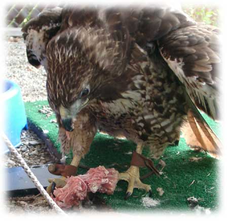 Practical Raptor Nutrition - Neil A Forbes ( Falconry )