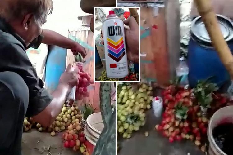 Edan! Anggur Hijau Disemprot Cat Jadi Merah!