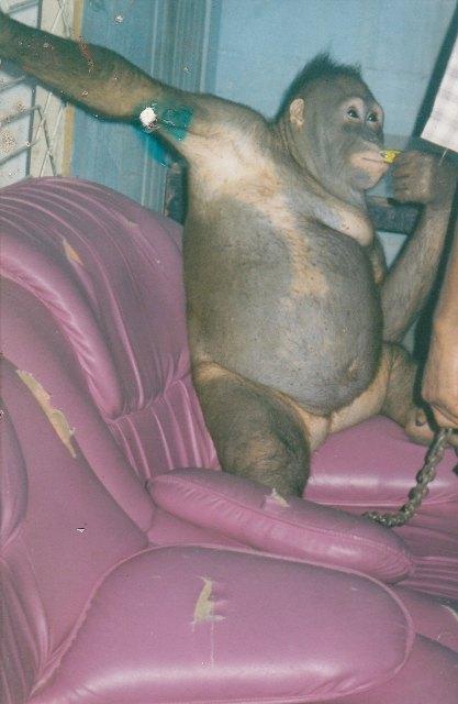 Pony, Orangutan Kalimantan yang Dijadikan Pelacur untuk Manusia