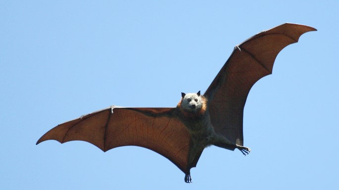 Ternyata Superhero Batman Terinspirasi dari Mitologi Suku Maya