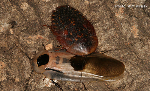 Blaberus Giganteus, Inilah Spesies Kecoa Terbesar Didunia