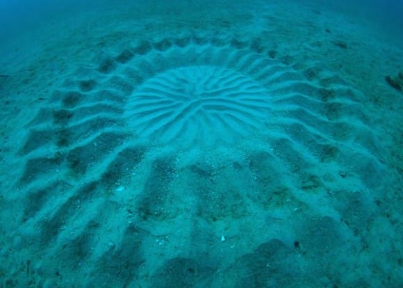 Ditemukan Crop Circle Bawah Air di Jepang - Pembuatnya ketangkap basah!