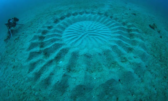 Ditemukan Crop Circle Bawah Air di Jepang - Pembuatnya ketangkap basah!