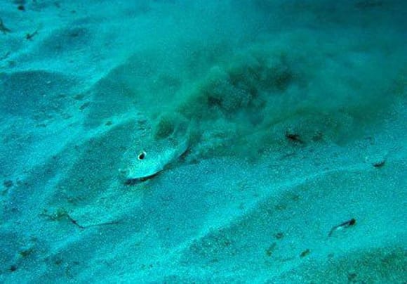 Ikan Puffer Kecil si Pembuat Crop Circle Misterius di Dasar Laut