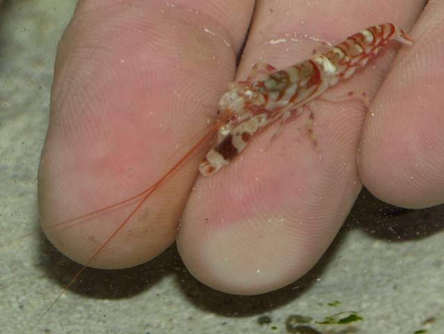 Udang ini bisa menembakan gelembung sepanas matahari