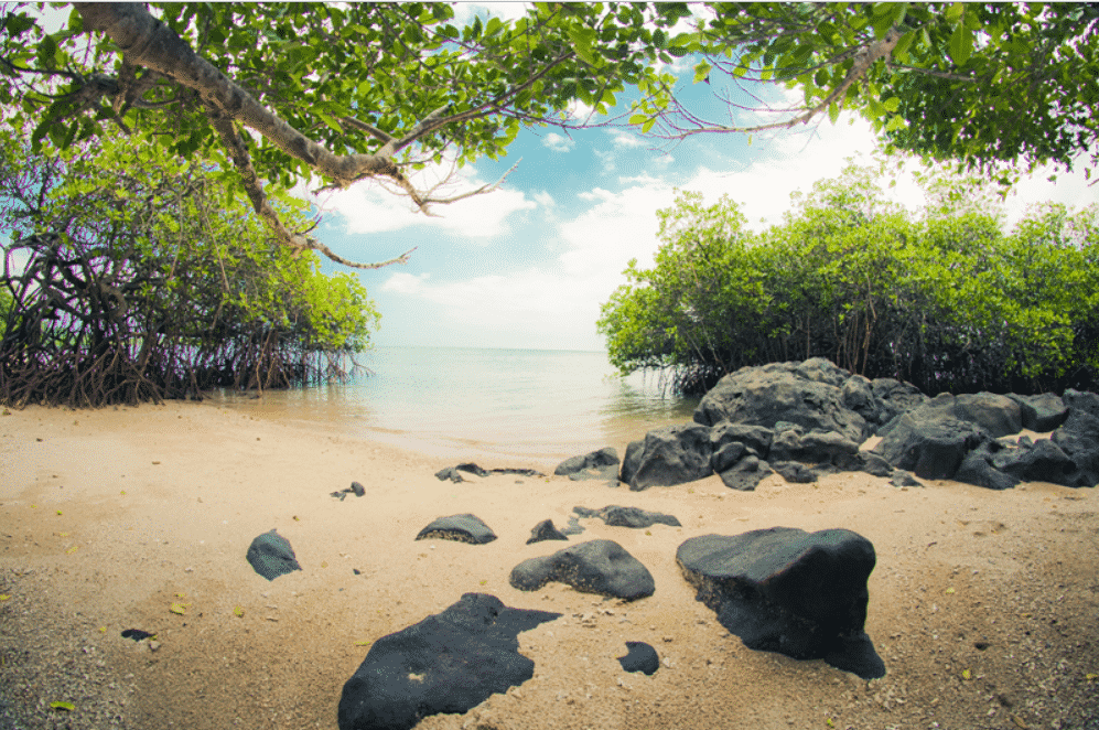 Taman Baluran Banyuwangi, Nggak Usah ke Afrika! (DAYA TARIK WISATA)