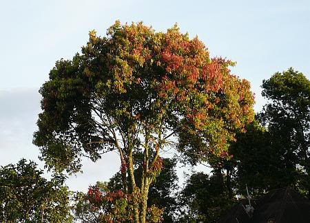 Manfaat Kayu manis dan asal usulnya