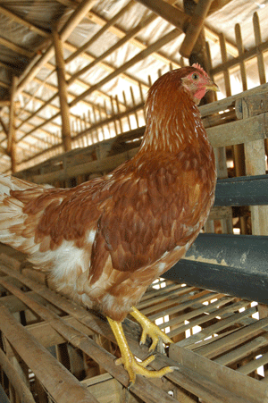 Nasib Ayam Kampung Indonesia Asli