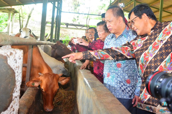 Fakultas Peternakan UGM Kembangkan Lembu Gama untuk Wujudkan Swasembada Daging