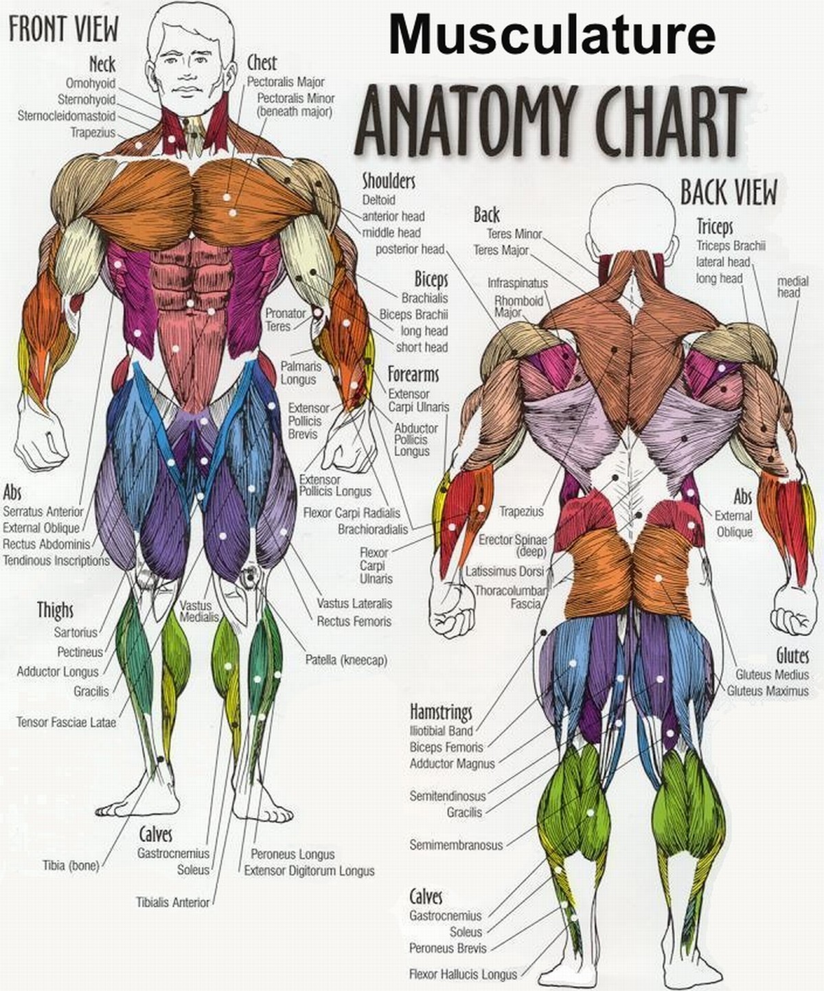 Muscle parts. Строение тела мышцы схема. Анатомия человека расположение мышц. Строение мышц бодибилдинг. Анатомия мышц человека с описанием.