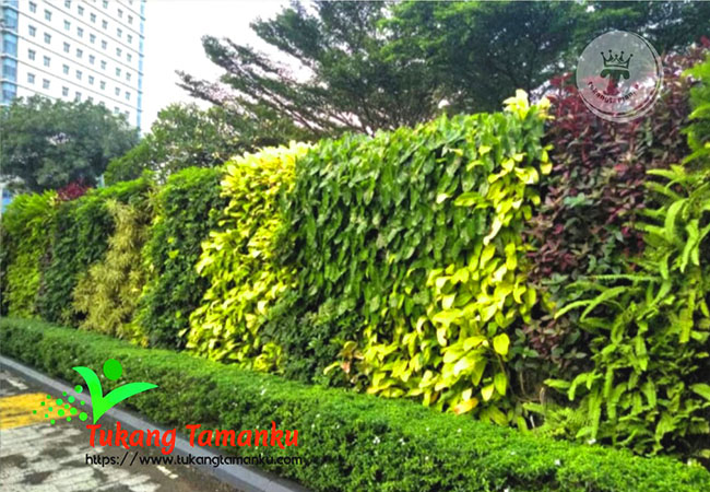 tukang-taman-vertikal-atau-vertical-garden