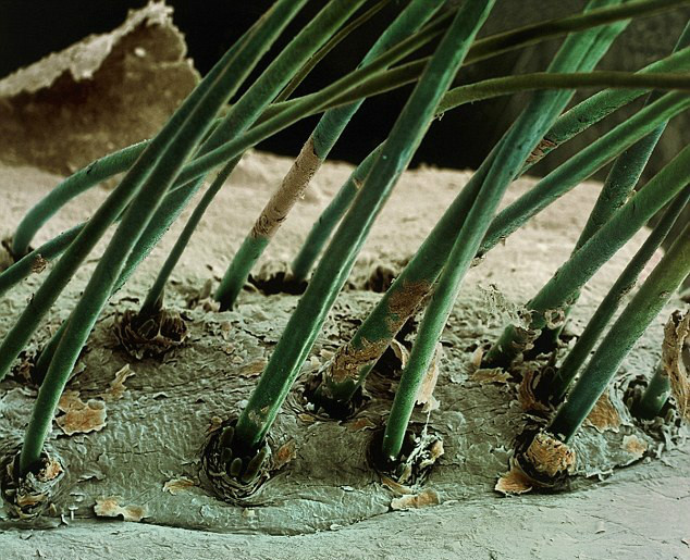 Benda-benda Ini Malah Kelihatan Aneh Saat Dilihat Dengan Mikroskop
