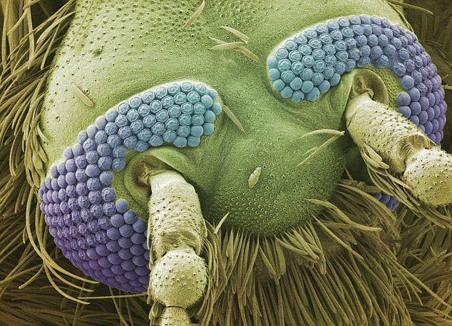 Benda-benda Ini Malah Kelihatan Aneh Saat Dilihat Dengan Mikroskop