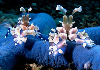 &#91;PICS &amp; INFO&#93; Marine Invertebrate Species