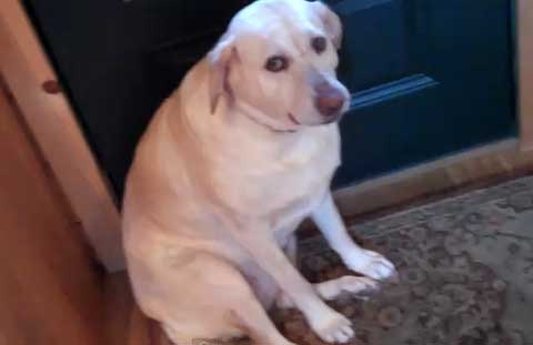 &#91;MIRISI&#93;Dunia mau kiamat, kumpulan kasus bejat pemerkosaan terhadap binatang!