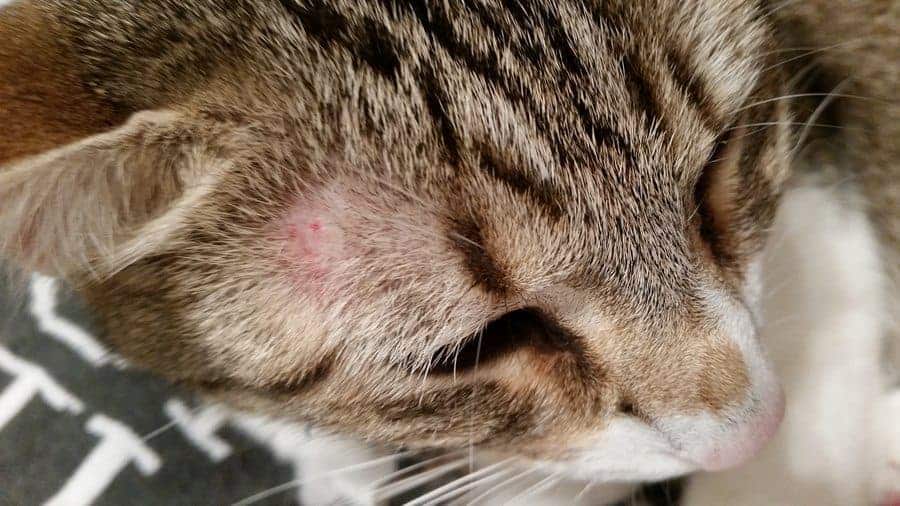 6 Penyakit yang Ditularkan Kucing Terlantar