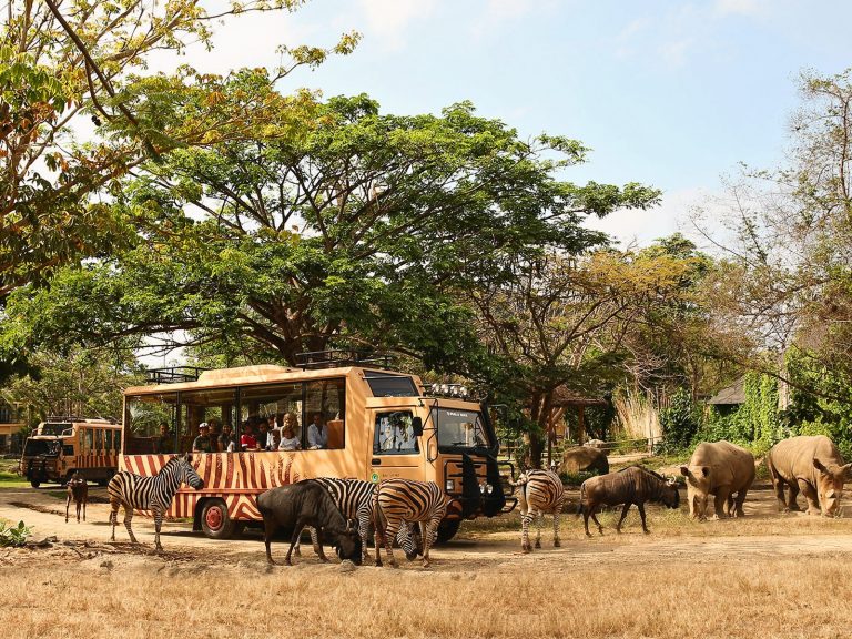 Rasakan Alam Liar Afrika Dalam Balutan Nuansa Budaya Bali Bersama Wandernesia