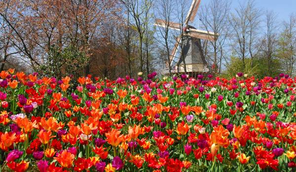 Taman Bunga Keukenhof Belanda Pindah ke Bandung Gan!!