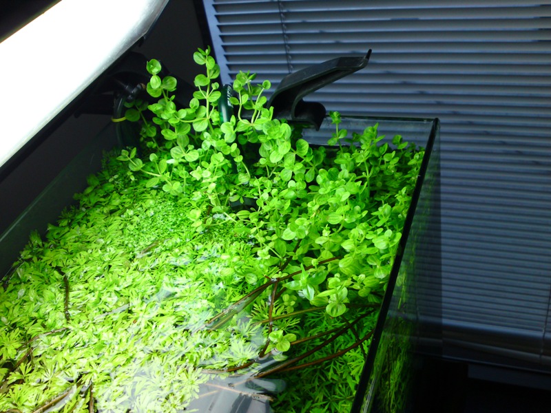 aquascape-for-everybody-learning-and-sharing