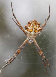 Encyclopedia Laba - Laba (Spider) ( WorldPedia Series )