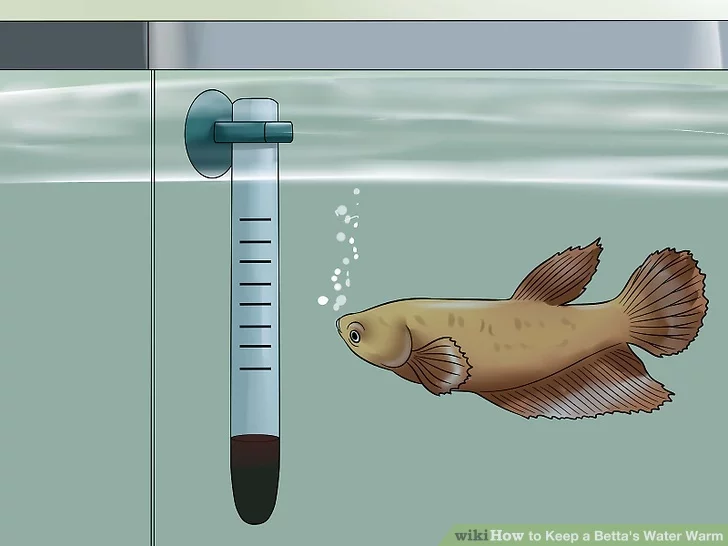Menjaga Ikan Cupang Tetap Hangat dan Sehat! Apa yang Harus Kita Lakukan?