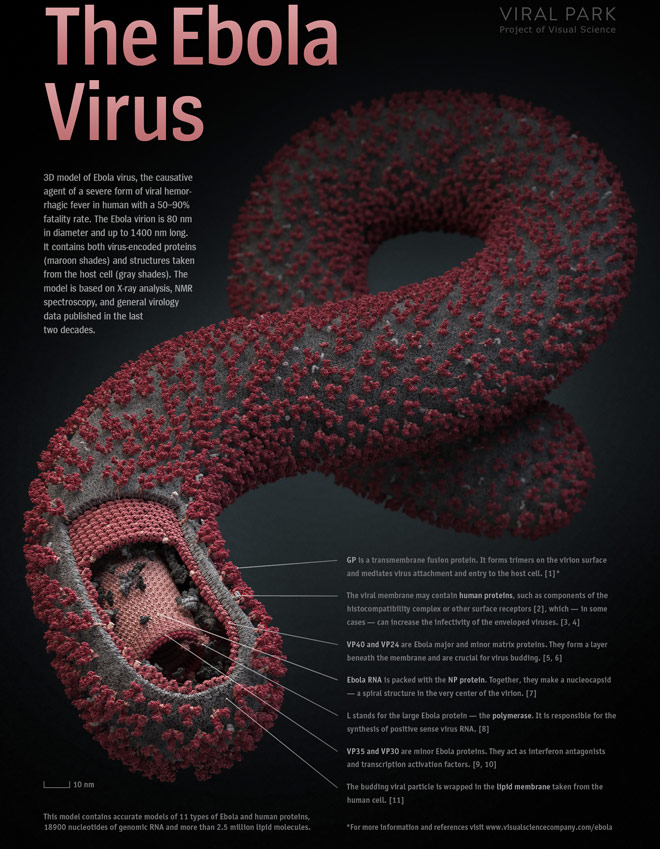 apa-itu-virus-ebola-masuk-gan-biar-tau