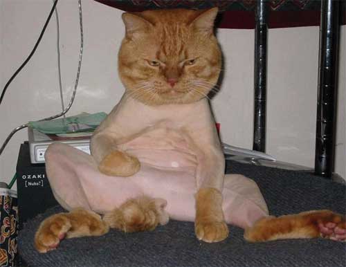 shaved pussy (+pic)