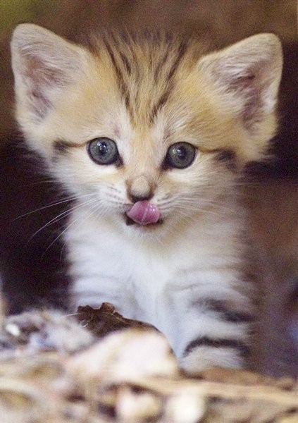 Mengenal Lebih Dekat Sand Cat ( Kucing Pasir )