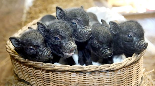 babi-mini---hasil-eksperimen-peternak-lokal