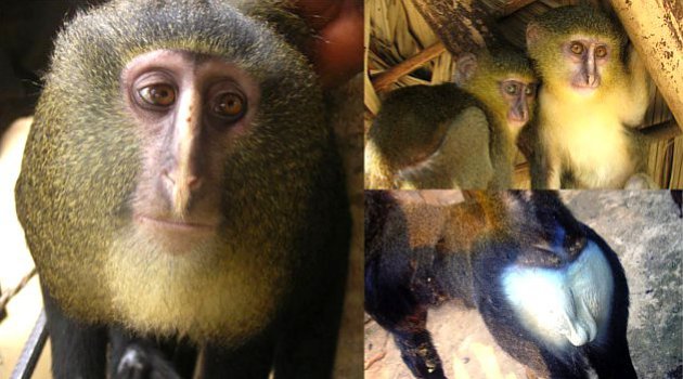 Ditemukan Spesies Baru, Monyet Berwajah Sendu dari Afrika