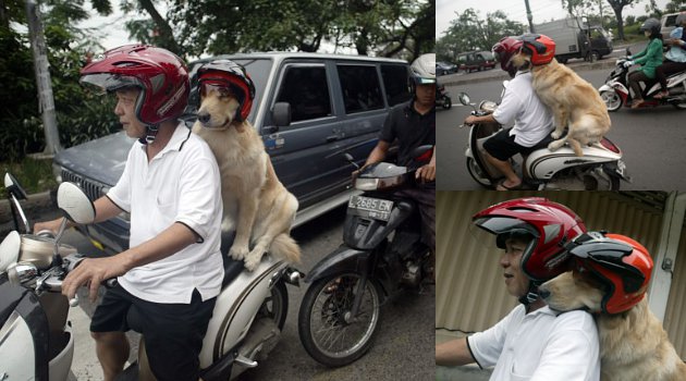 Bintanag Aja Taat Aturan Polisi.. Gak Masuk Nyesel gan beneran