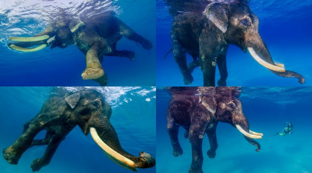 Rajan, Gajah Satu-Satunya Di Dunia Yang Hobi Berenang
