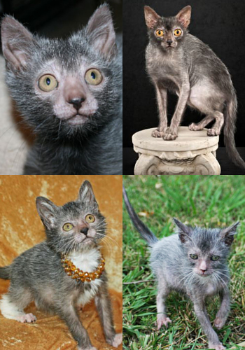 Inilah Rupa Kucing Jenis Baru yang Diklaim Mirip Serigala