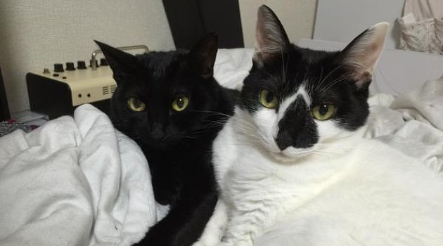 Horornya Kucing Ini Melotot pada Majikannya yang Lupa Beri Makan