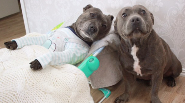Gemes Banget, 2 Anjing 'Kembar' Ini Sering Tidur Bareng Pakai Baju Bayi