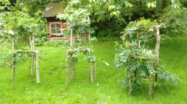 &#91;KEREN&#93; Pria Ini Membuat Furniture Dari Pohon Hidup