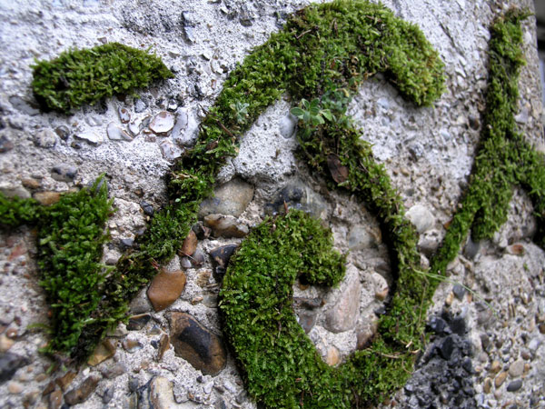 MOSS GRAFFITI,Seni Graffiti yang Terbuat dari Lumut !