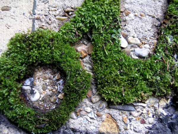 MOSS GRAFFITI,Seni Graffiti yang Terbuat dari Lumut !