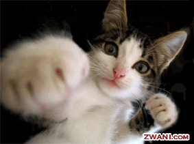 Gini Nih yang buat kucing punah.. sialan bener...hhrrrrrrr!!